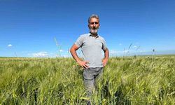 Kars’ta tarım arazilerinde yerli ve milli arpa bereketi