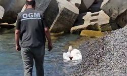 Kastamonu’da sahilde yaralı halde bulunan pelikan, tedavi altına alındı