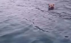 Sinop’ta yüzen ayı kameralara yansıdı