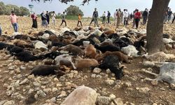Şırnak’ta yıldırım isabet eden 95 küçükbaş hayvan telef oldu