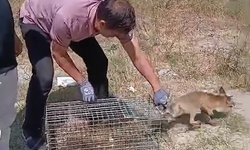 Yalova’da şehre inen tilki yakalanarak doğaya bırakıldı