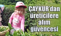 ÇAYKUR'dan üreticiye alım güvencesi