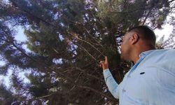 Ağaç gölgesinde ürküten manzara, fareyi yutmaya çalışan yılanla göz göze geldi