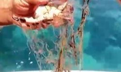 Alanya’da ağa takılan yengeçler kurtarıldı