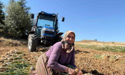 Dünyaca ünlü Taşköprü sarımsağında hasat dönemi başladı
