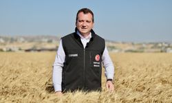 Silivri Belediyesi, buğday hasadını tamamladı