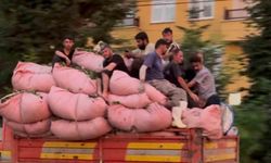 Rize'de çay dolu kamyonun kasasında tehlikeli yolculuk