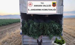 Ankara’da arazilerine skunk eken 2 kişi gözaltına alındı