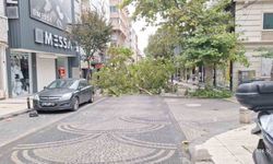 Bandırma’da gece yarısı fırtına: Ağaçlar devrildi, araçlar zarar gördü