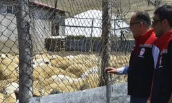 Bayburt’ta küçükbaş hayvan işletmelerindeki çalışmalar incelendi