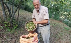 Giresunlu fındık üreticisinin umudu serbest piyasa