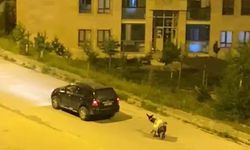 Kars’ta eşeği arabaya bağlayıp, zorla çekerek götürdüler