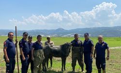 Katırlarını kurtarmak isterken kendisi de battı