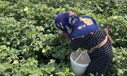 Osmaniye’de doğa ve hayvan sevgisi aynı toprakta filizleniyor