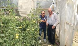 Tavşanlı’da seralarda bitki hastalık ve zararlı kontrolleri