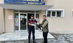 Yaralı şahinin imdadına jandarma yetişti