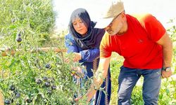 Yüksekova’da siyah domates 2 senedir aynı çiftçi tarafından yetiştiriliyor