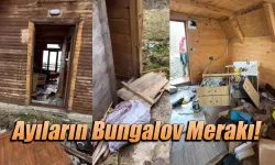 Ayılar bu defa bungalovlara dadandı