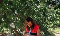 Akdeniz Meyve Sineği uyarısı