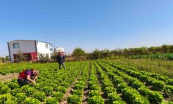 Beyşehir’de bitkisel üretim takip altında