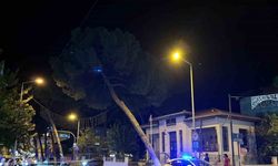 İncirliova’da çam ağacı kuvvetli rüzgara dayanamadı