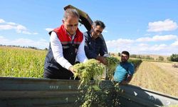 Kars’ta silajlık mısır hasadı