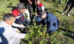 Sinop’ta aronya meyvesi hasadı yapıldı