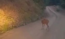 Sinop’ta yol ortasında dinlenen karaca kameraya yansıdı