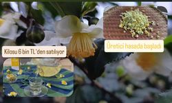 Kilosu 6 bin TL’den satılıyor, üretici hasada başladı