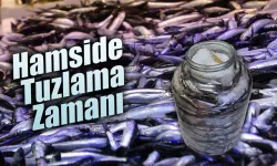Hamside tuzlama zamanı geldi