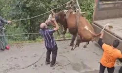 İneği vinçle düştüğü yamaçtan kurtardılar