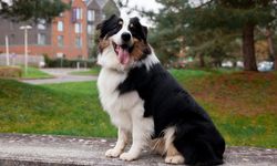 Border Collie Köpeği Özellikleri, Bakımı ve Beslenmesi