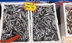 Akçakoca’dan balık tüketicilerine uyarı: "Buzhane balığına dikkat"