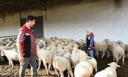 Aliağa’da hibe koyun ve koçlar üreticilere teslim edildi