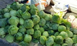 Alucra’da lahana hırsızlığı alarmı