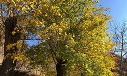 Arapgir’de sonbahar doğal güzelliğiyle görenleri hayran bıraktırıyor