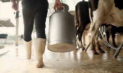 Aydın’da 9 bin 543 üreticiye toplam 66 milyon TL ödeme yapılacak