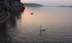 Ayvalık’ta sevimli kuğu Paşa Limanı’nın simgesi oldu