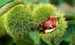 Bakanlık yüzde 75 destek veriyor