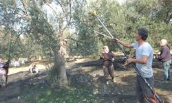 Balıkesir’de makineli hasat zeytinde verimi artırıyor