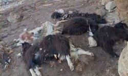 Batman’da kurt saldırısında 10 keçi telef oldu, 10’nu da yaralandı