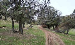 Bu ormana asırlardır balta girmiyor, kuruyup yıkılan ağaçlarda ormanda bırakılıyor