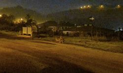 Çakallar Bartın şehir merkezini mesken tuttu