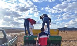 Çavdarhisar’da buğday ve tritikale tohumlarının ekimi yapıldı