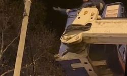 Direkte mahsur kalan kediyi Aras EDAŞ ekipleri kurtardı