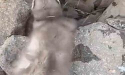 Diyarbakır’da bitkin halde bulunan gelincik, vatandaşlar tarafından görüntülendi