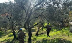 Edremit’te zeytin hırsızlığına karşı komandolar sahada