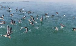 Erçek Gölü’nün yeni misafirleri küçük sakarcalar havadan görüntülendi