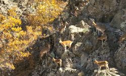 Erzincan dağlarında yaban keçileri görüntülendi