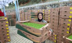 Gebzeli çiftçiye 500 bin sebze fidesi